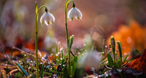 Snowdrops at Leonardslee Lakes and Gardens, West Sussex